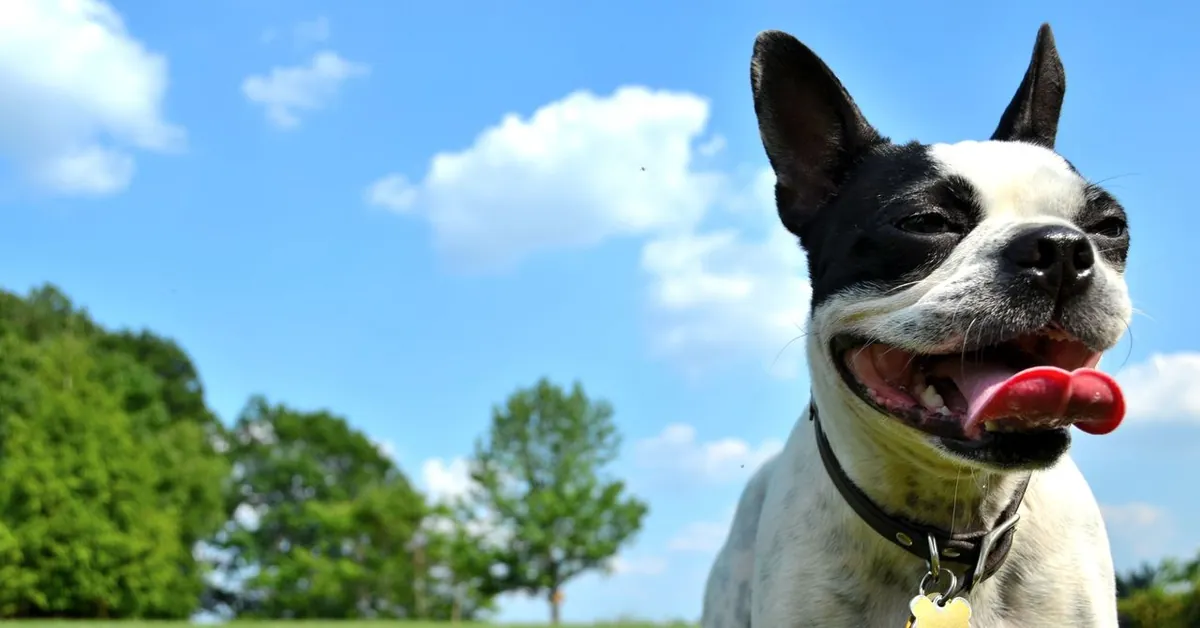 Köpek Sahibi Olmanın İklim Etkisi
