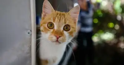 AB, kedi ve köpekler için ortak kurallar getiriyor