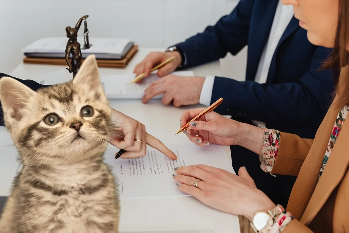 Anlaşmalı boşanma protokolüne kedilerin de dahil edildiği davada mahkeme on bin liralık bakım masrafı ödenmesine karar verdi