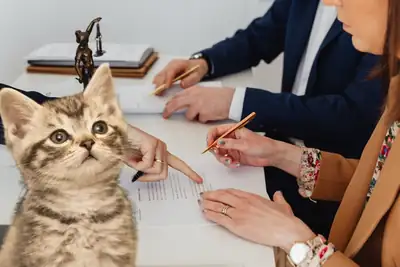 Anlaşmalı boşanma protokolüne kedilerin de dahil edildiği davada mahkeme on bin liralık bakım masrafı ödenmesine karar verdi