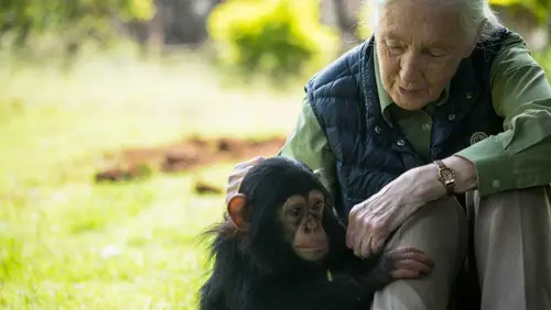 Jane Goodall'ın Kemikler, Kayıp ve Hiçbir Şeyi İsraf Etmemek Üzerine Öğrettikleri