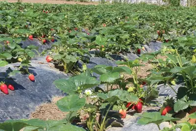 Organik tarım üretimi 1,3 milyon tonu aştı