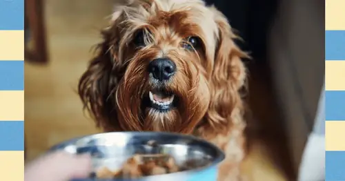 Köpek ve Kedi Kilo Verme Yöntemleri - Uzmanlar Yorumladı (2025)