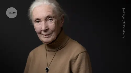Öncü Primatolog ve Bilim İnsanı Jane Goodal vefat etti