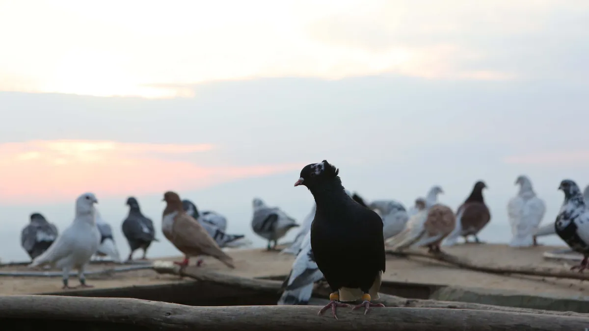 İcradan satılık güvercin!