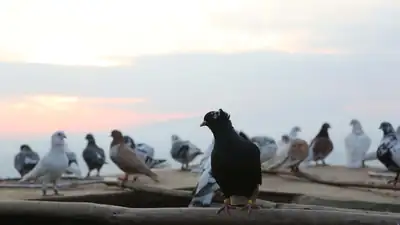 İcradan satılık güvercin!